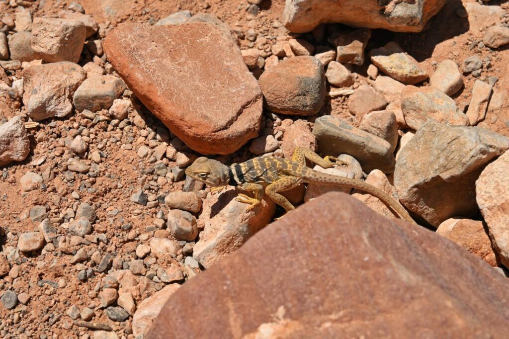 Lizard crawling over rocks in the Red Rock Canyon National Conservation Area