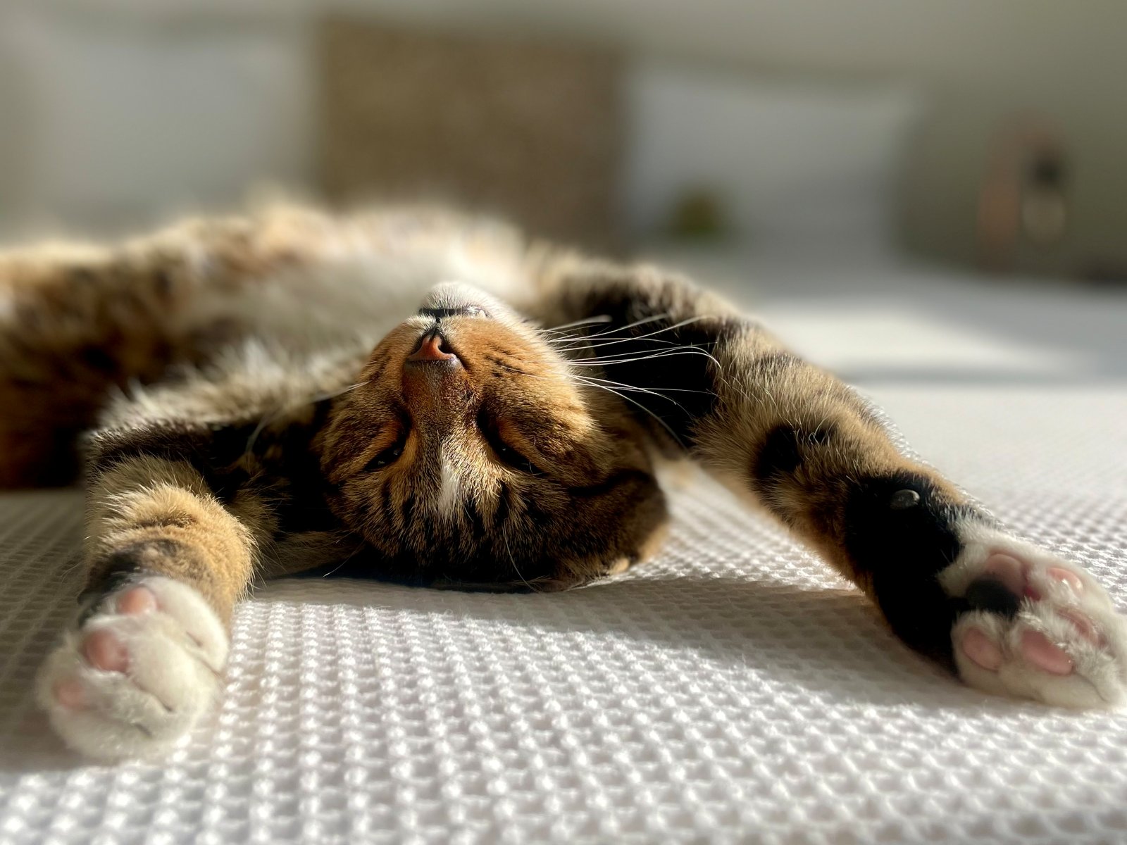 Cute cat lying down on white bed