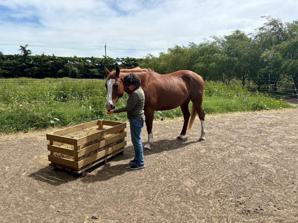 TrustedHousesitters review, woman feeding horse in paddock