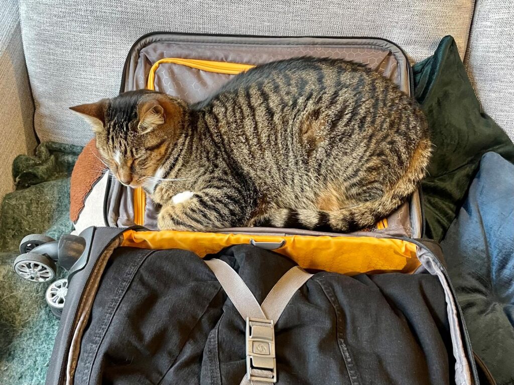 Cat sleeping in suitcase wanting to go travelling