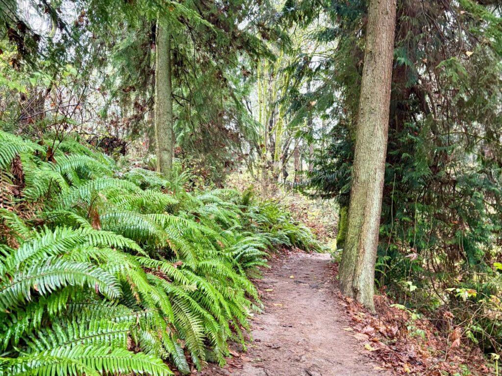A walking path within Discovery Park Seattle