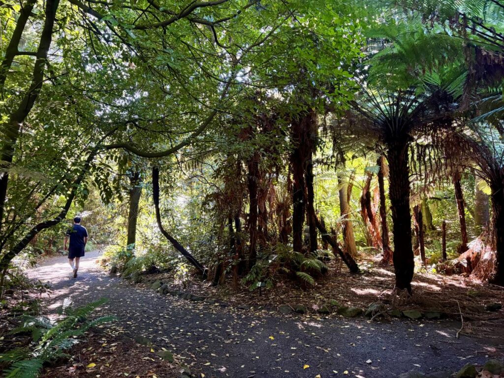 A small forest like trail in New Zealand