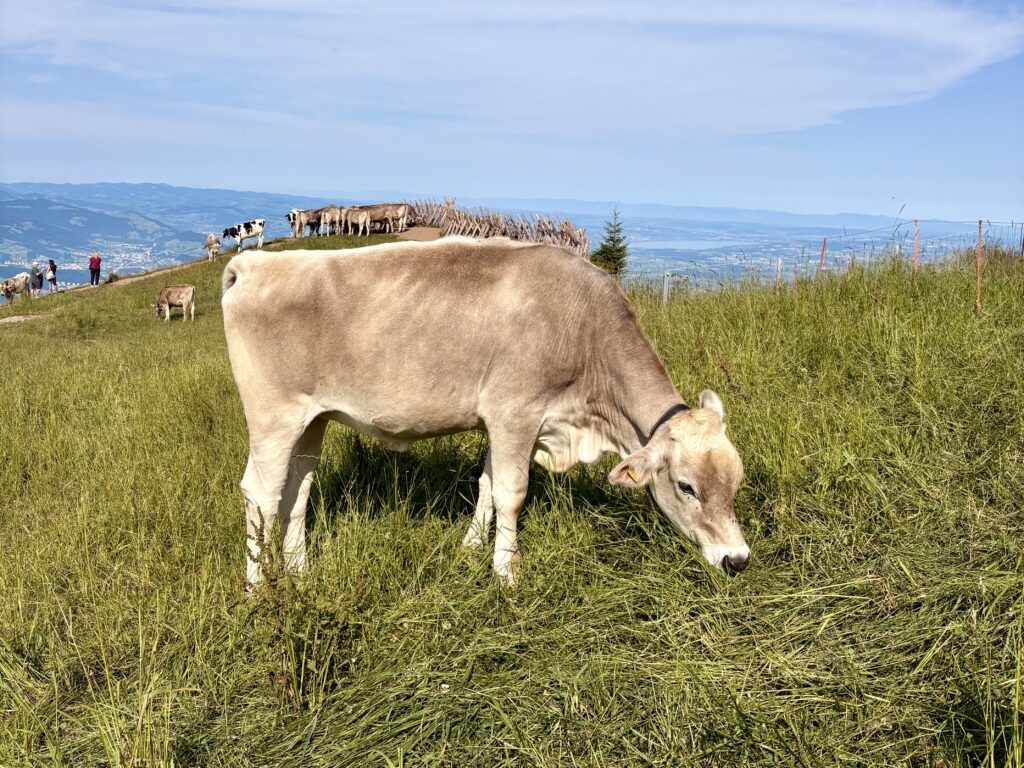 Photo of a cow eating grass in Switzerland