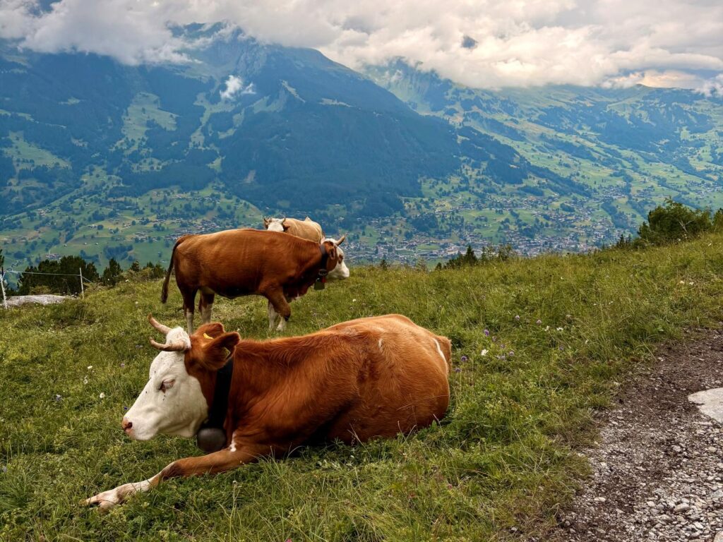 Cows sitting on grass in Switzerland