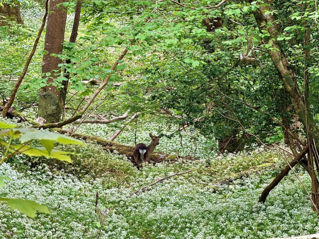 Spotting a deer through the woodlands during an Ireland road trip
